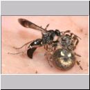 Episyron rufipes - Wegwespe w27 mit Spinne auf der Hand.jpg